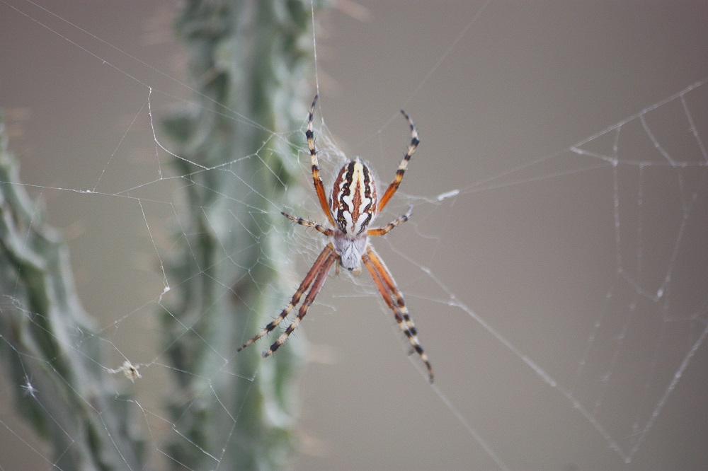 Aculepeira amida - Taranto